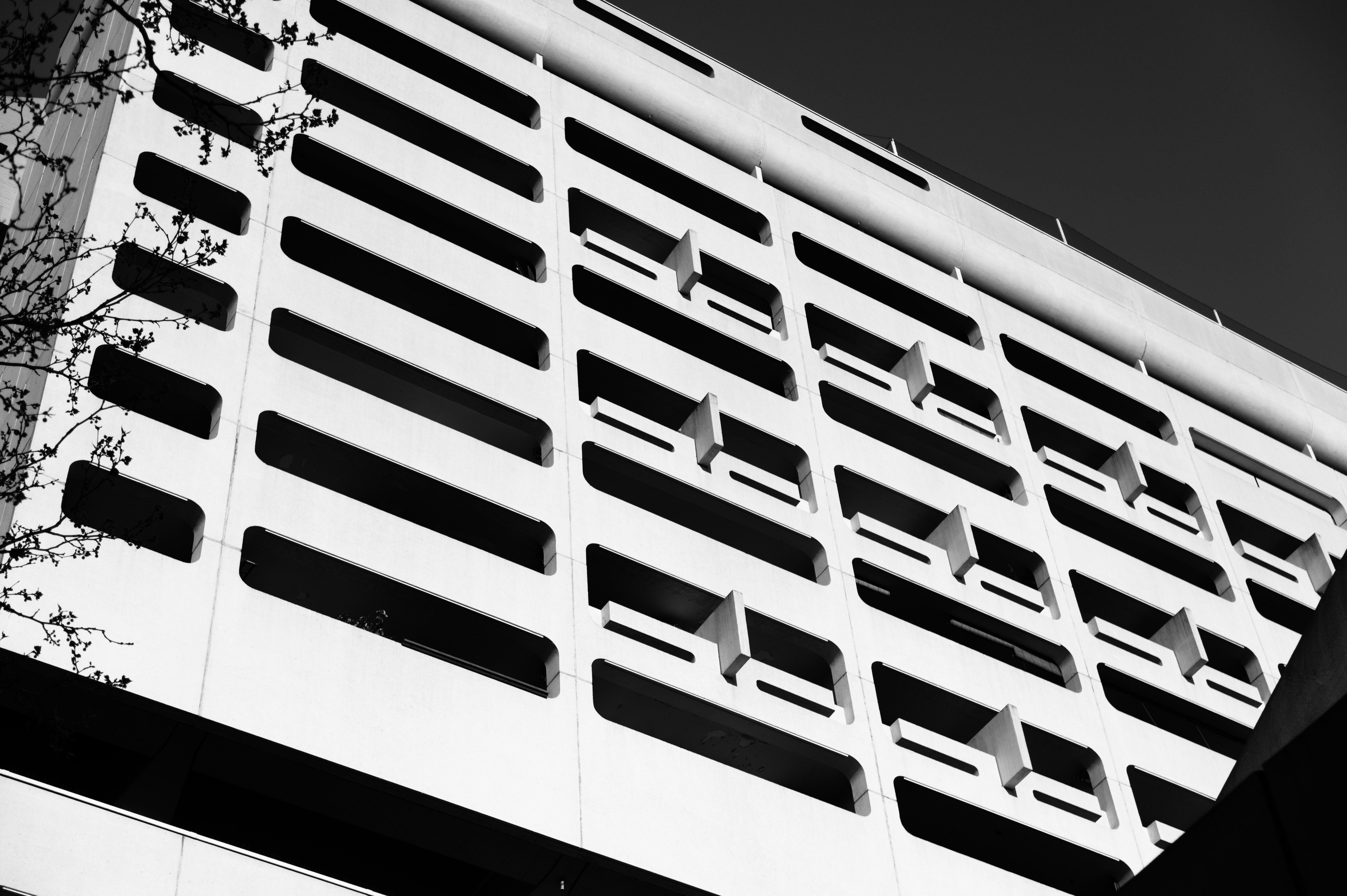 Horizontal window grid with tree branches intruding into the composition